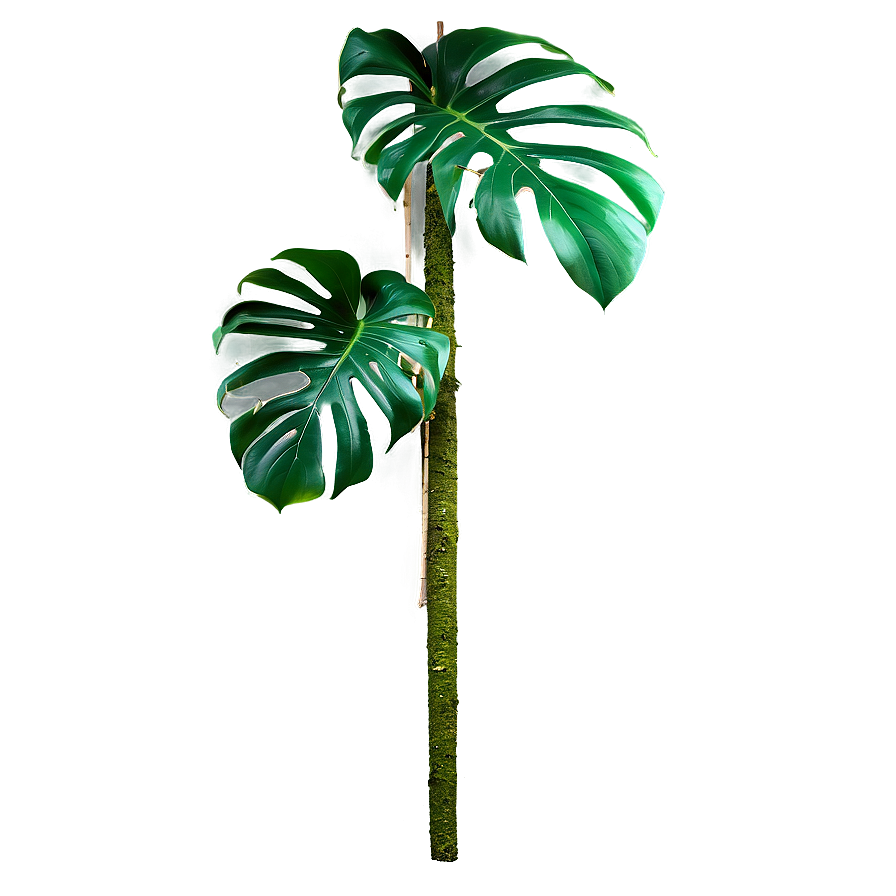 Monstera Plant With Moss Pole Png 43