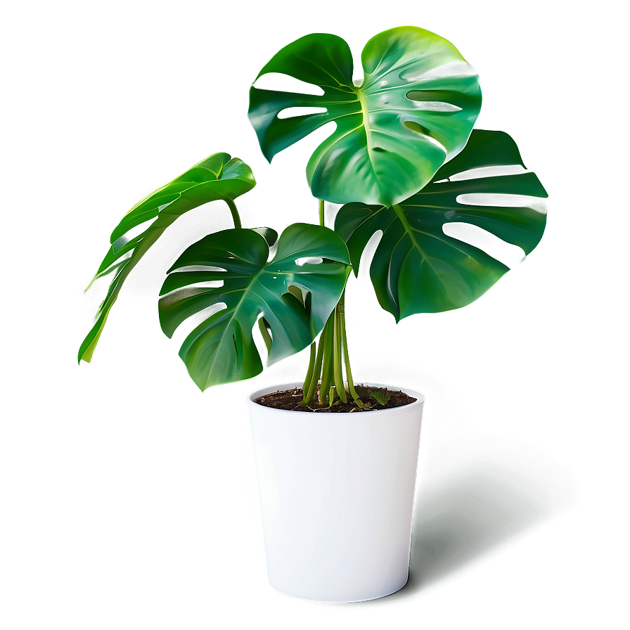 Monstera Plant With Roots Png Kct59