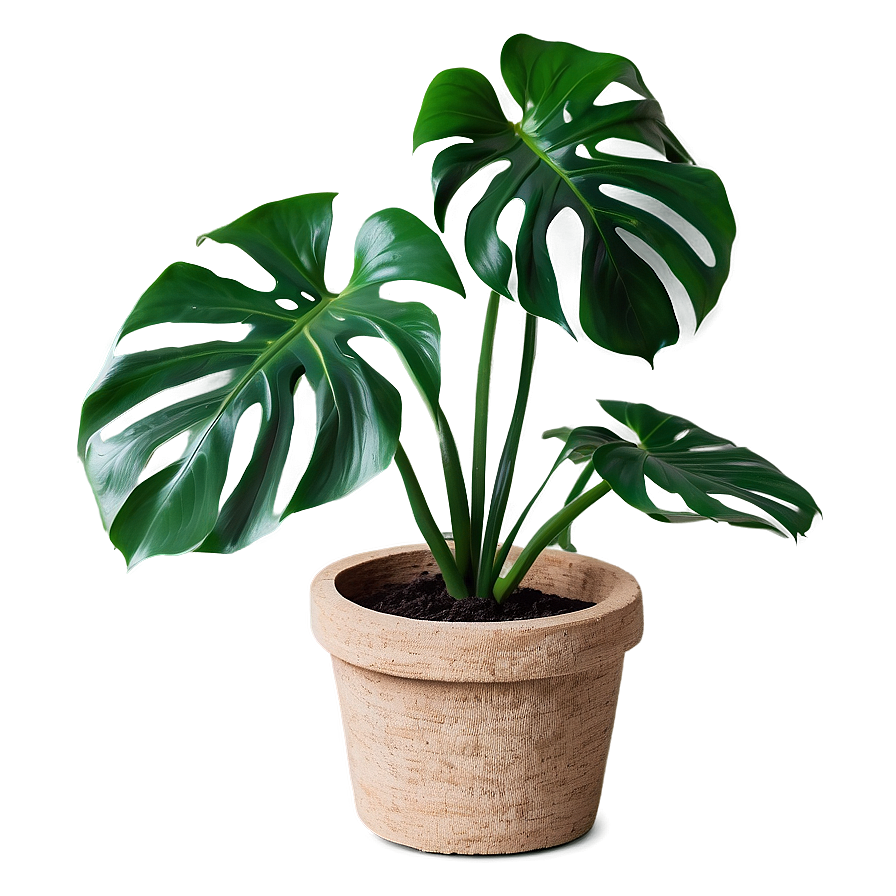 Monstera Plant With Textured Background Png Mkb38