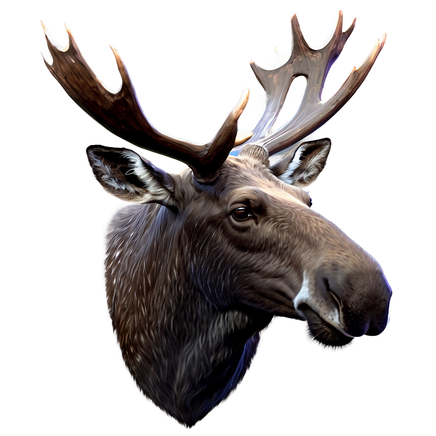 Moose Head Profile View Png Dsr4