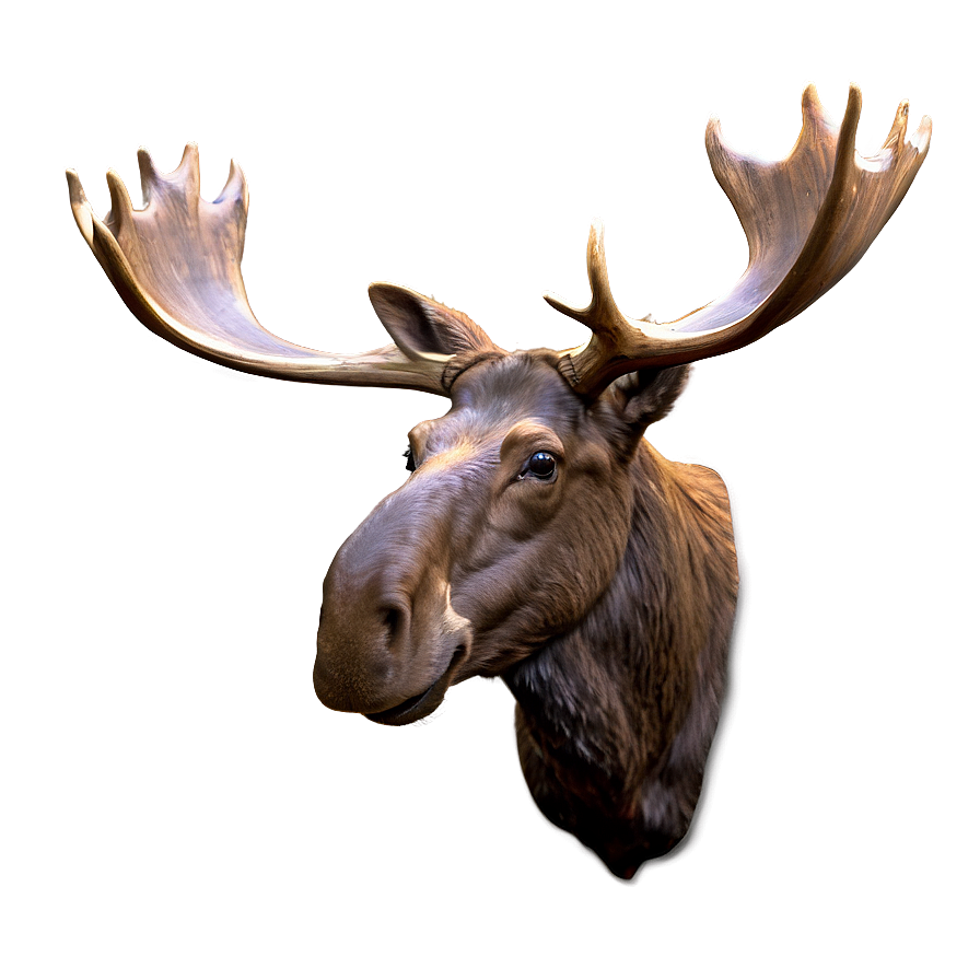 Moose Head Profile View Png Gxv