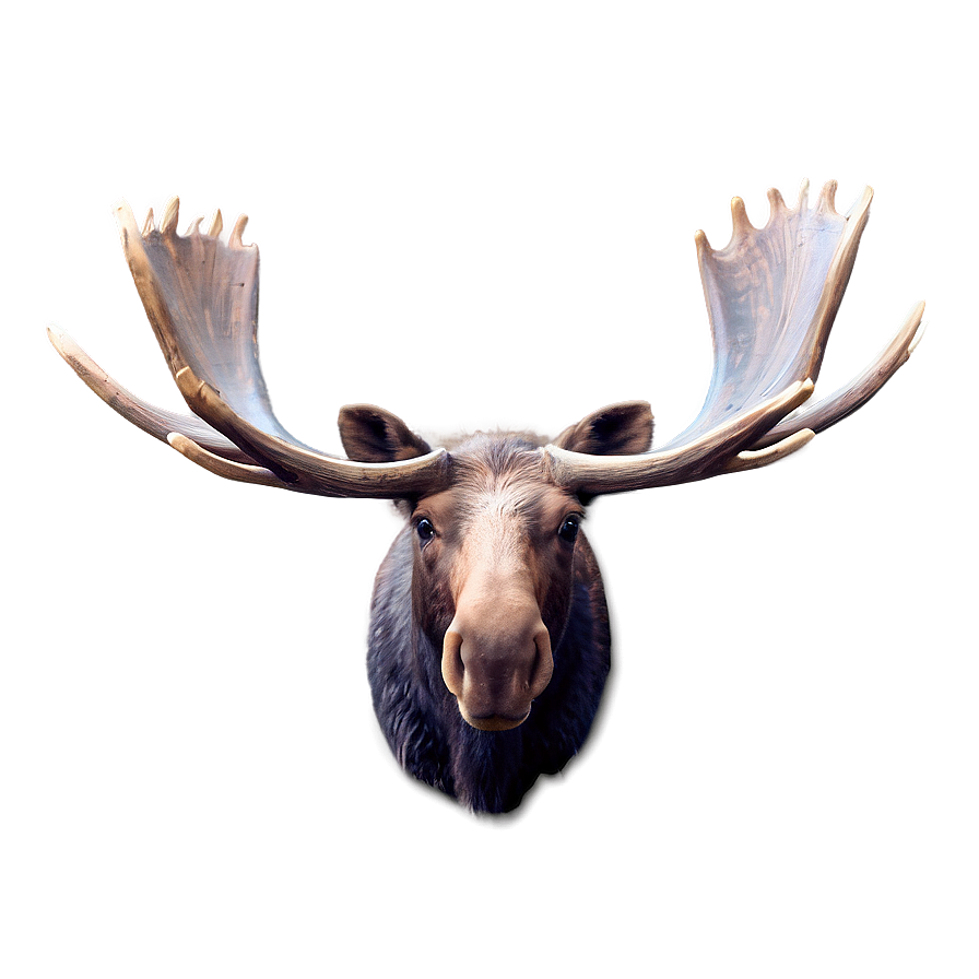 Moose Head With Mountain Backdrop Png 32