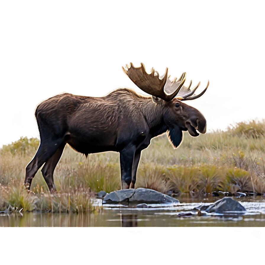 Moose In Rocky Landscape Png 56