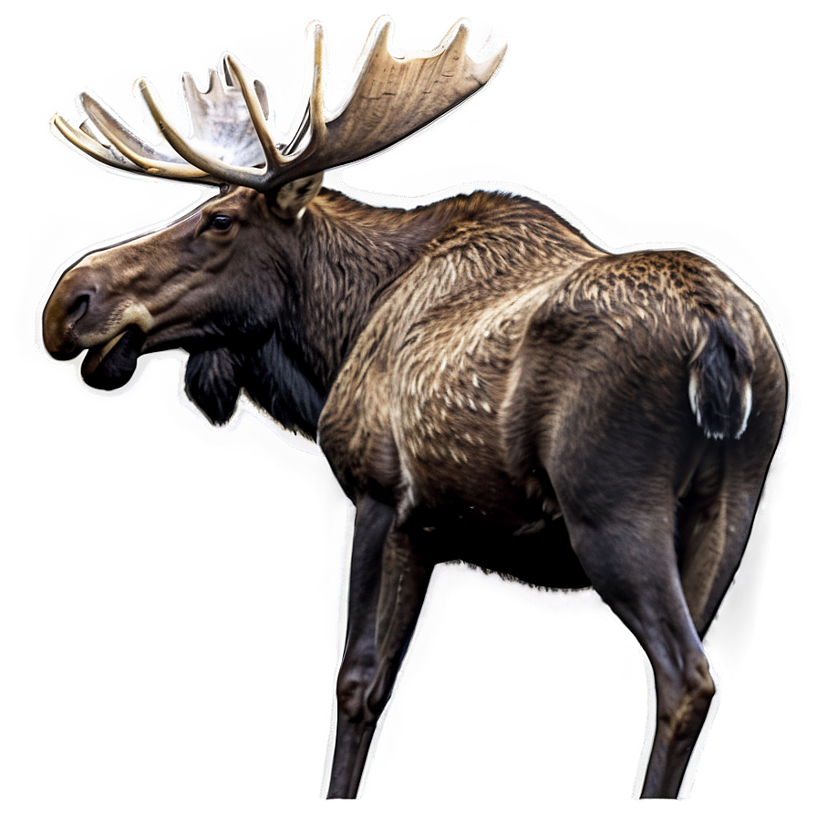 Moose Wildlife Photography Png Hpp76