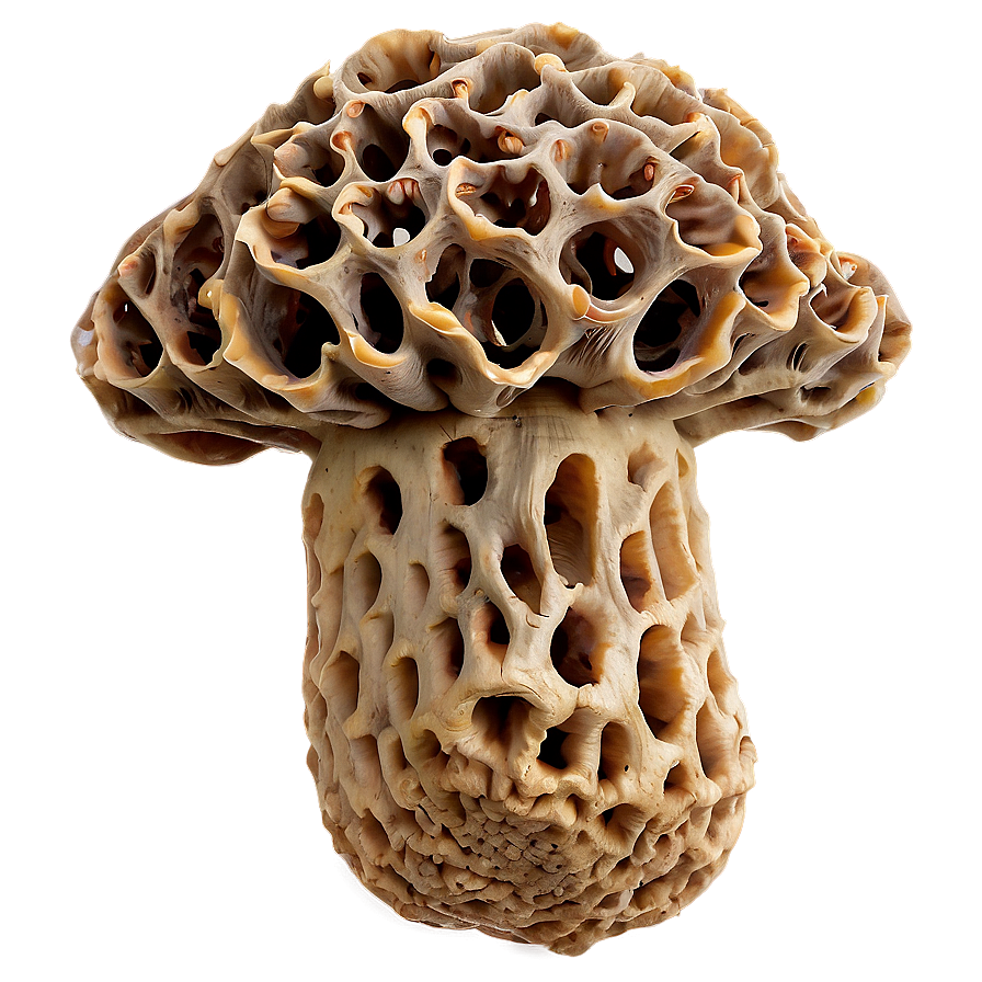 Morel Mushrooms Png Eit