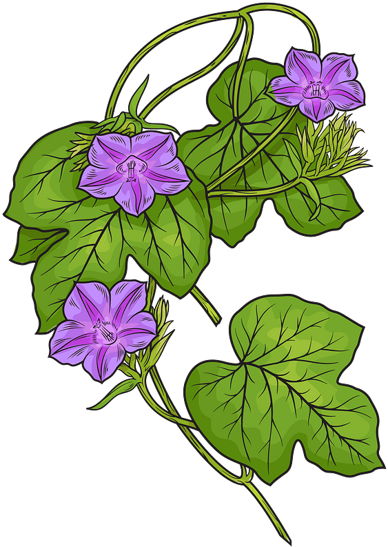 Morning Glory Flowers Illustration