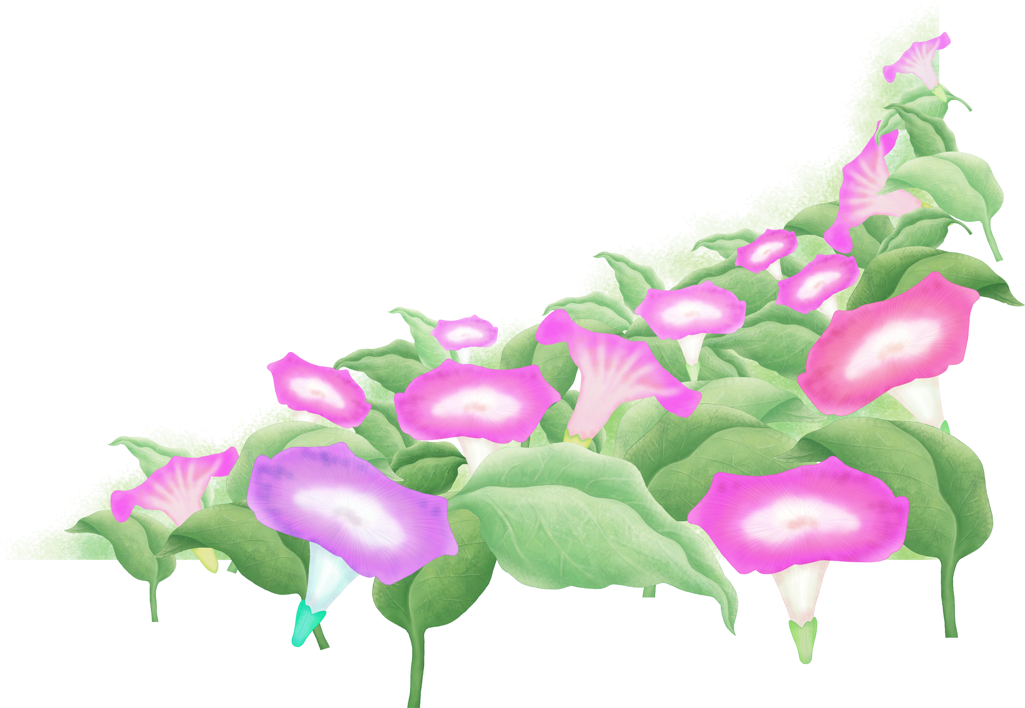 Morning Glory Flowers Transparent Background