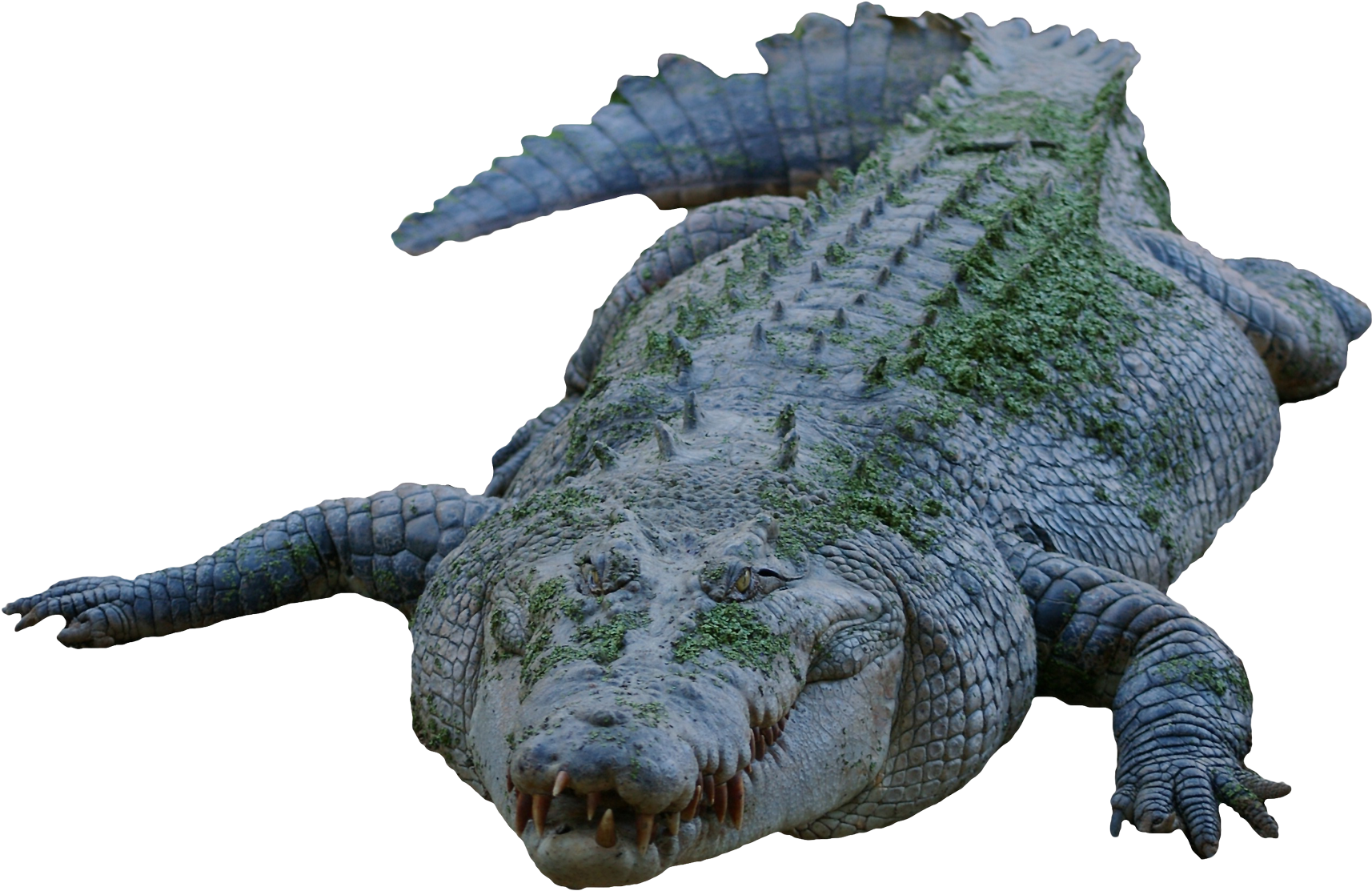 Moss Covered Crocodile