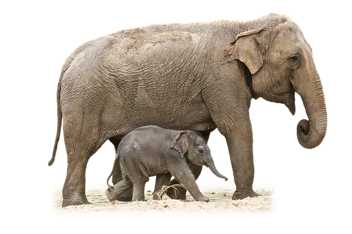 Mother_and_ Baby_ Elephant_ Walking