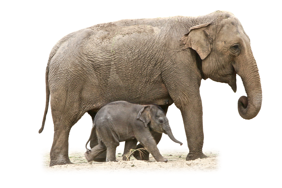 Mother_and_ Baby_ Elephant_ Walking