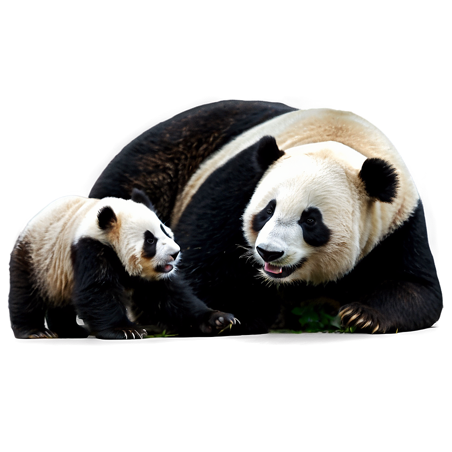 Mother And Baby Panda Png 05062024