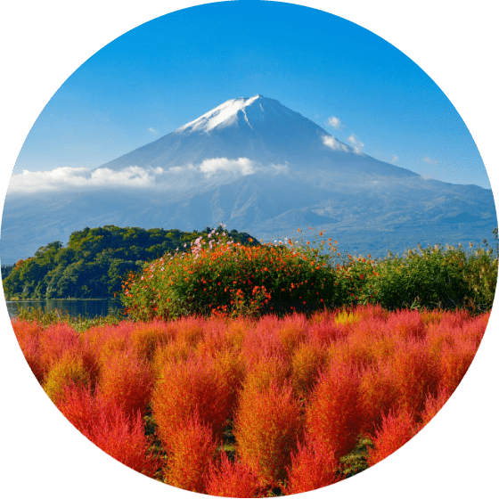 Mount Fuji Over Colorful Flowers