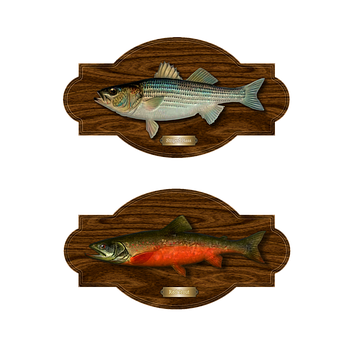 Mounted Fish Trophies