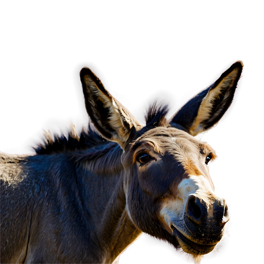 Mule And Donkey Comparison Png Uoc