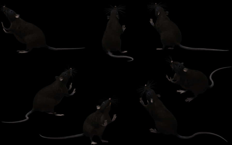 Multiple Ratsin Darkness