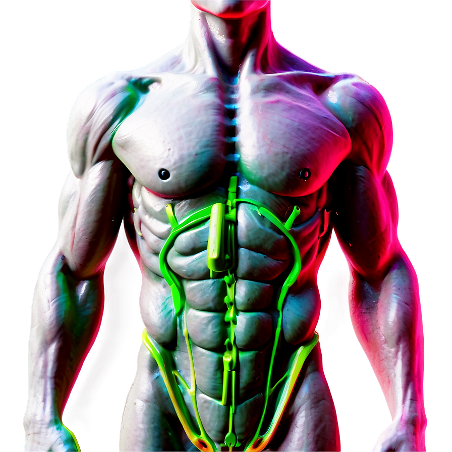 Muscle Torso Anatomy Png Lcr