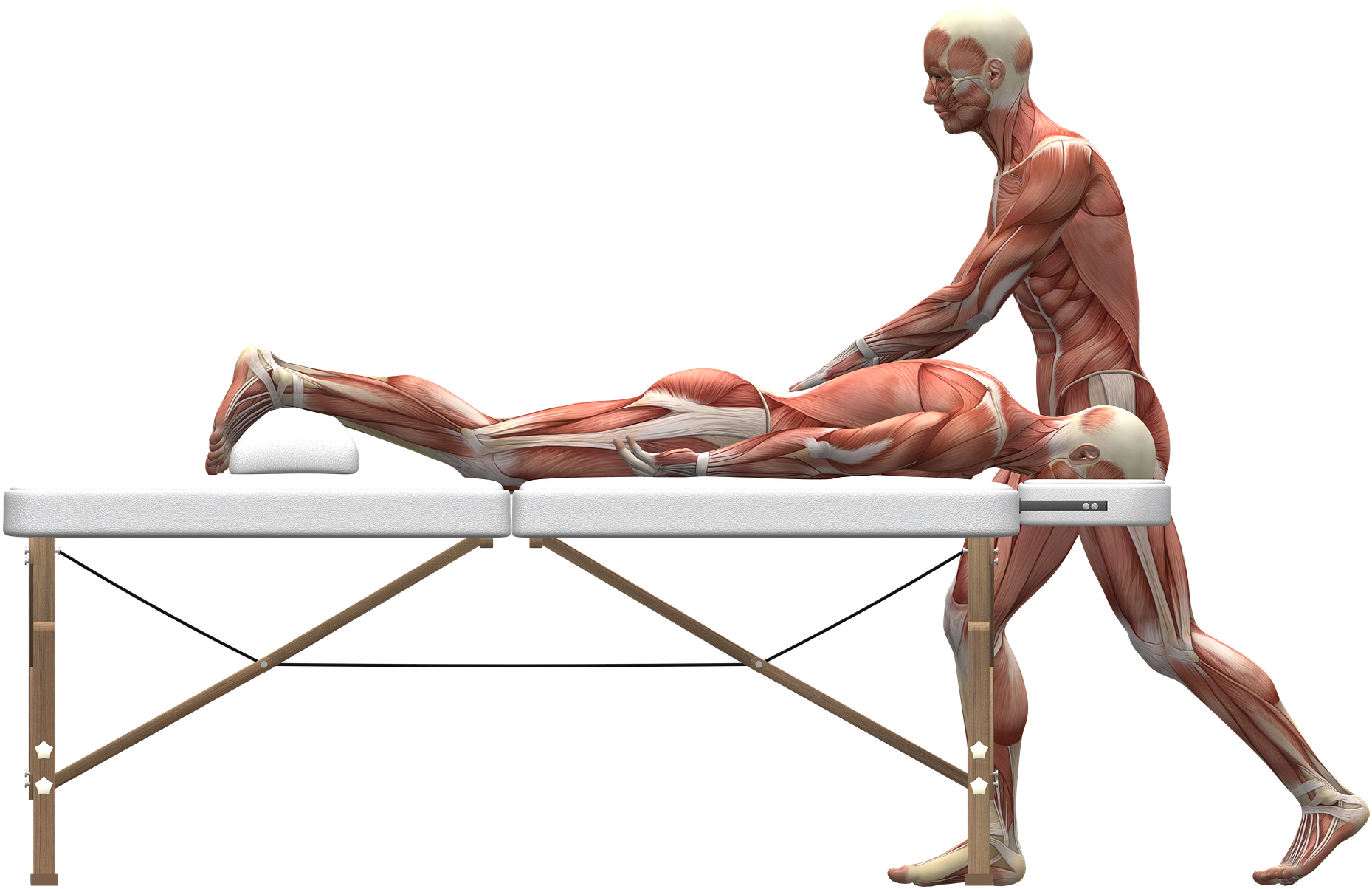 Muscular_ Anatomy_ During_ Massage