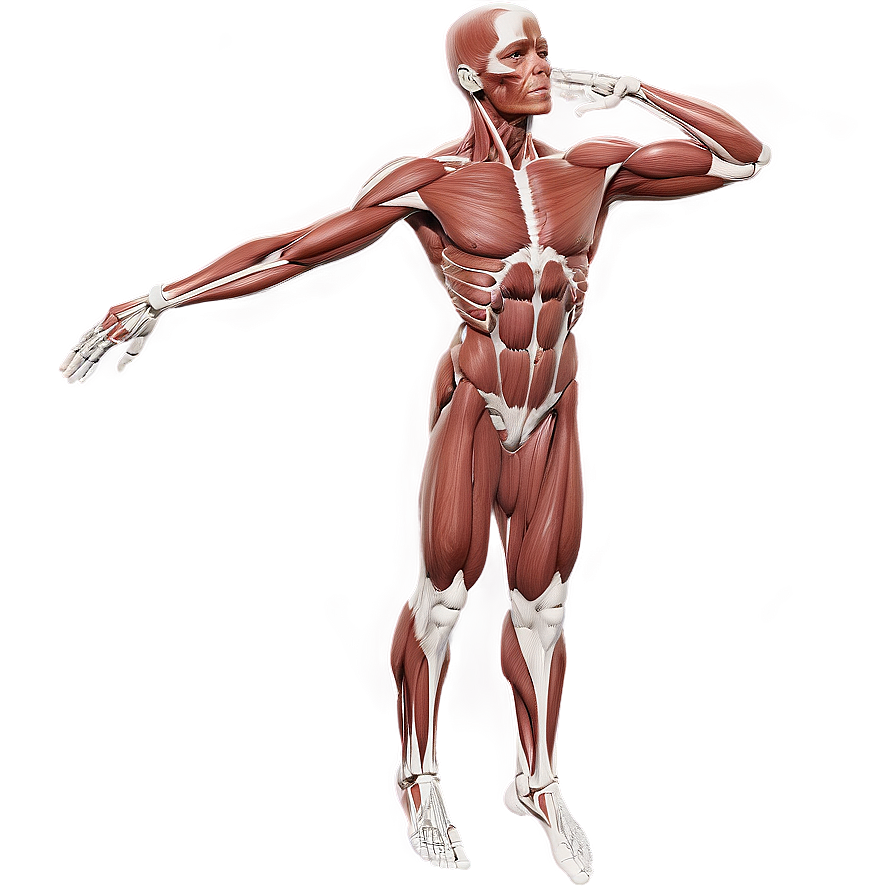 Muscular System Anatomy Png Uqv