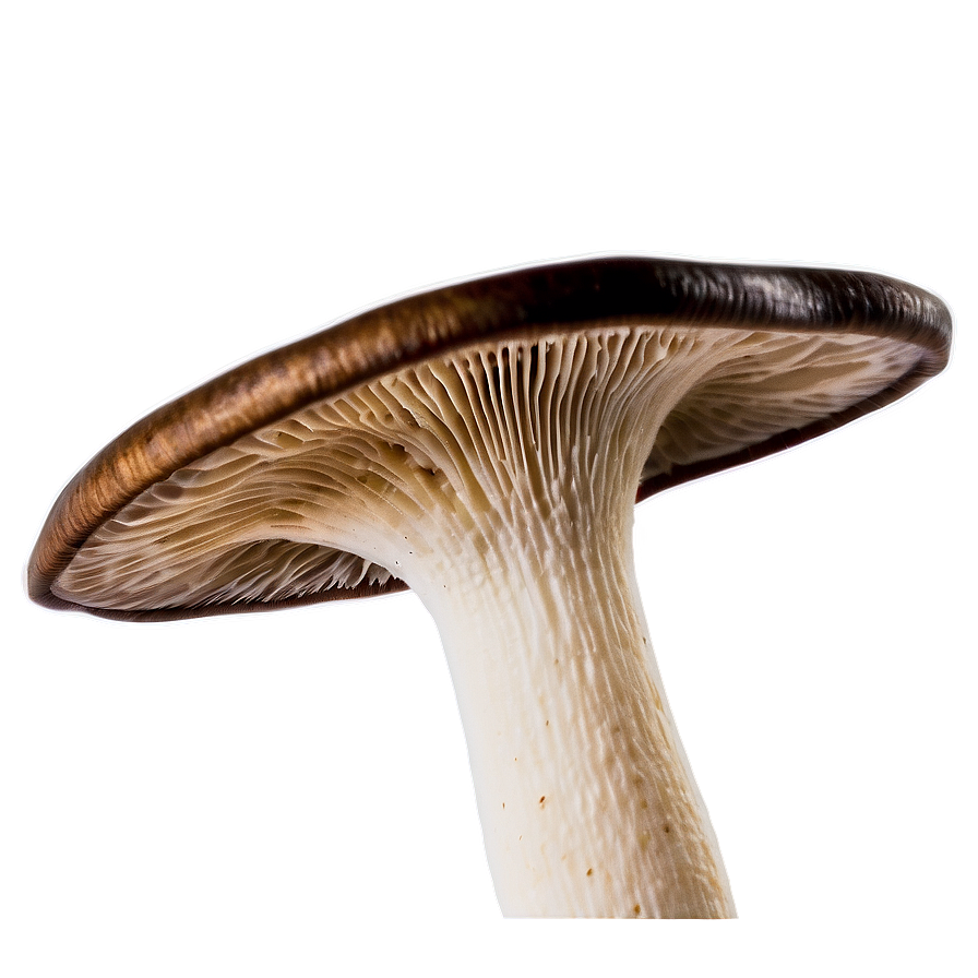 Mushroom Gills Png 05242024