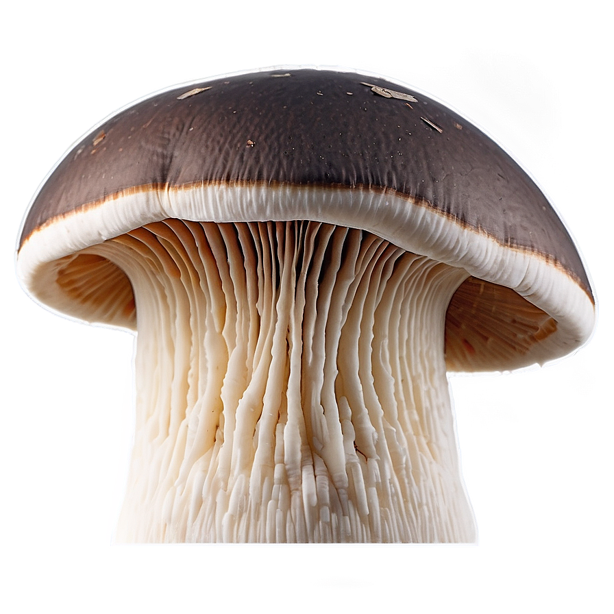 Mushroom Gills Png 38