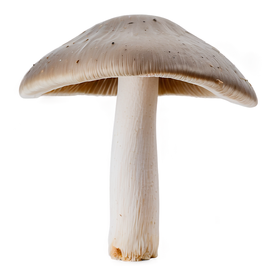 Mushroom Gills Png Rvy