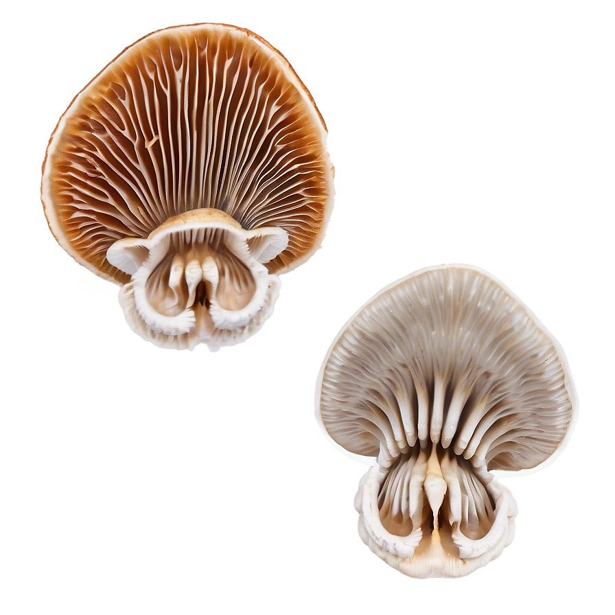 Mushroom Gills Png Tfk51