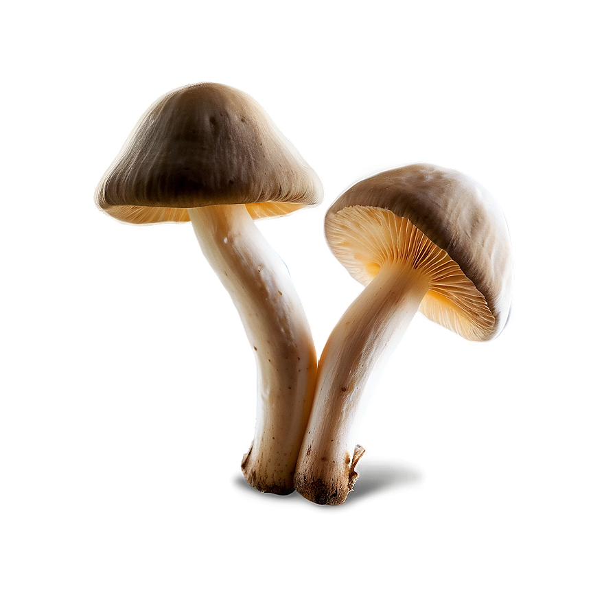 Mushroom Png Download 62