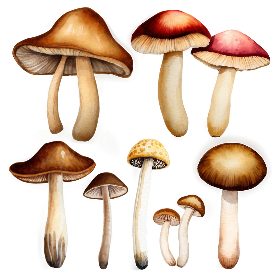 Mushroom Png Watercolor Ghl37