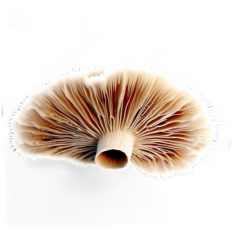 Mushroom Spore Print Png 45