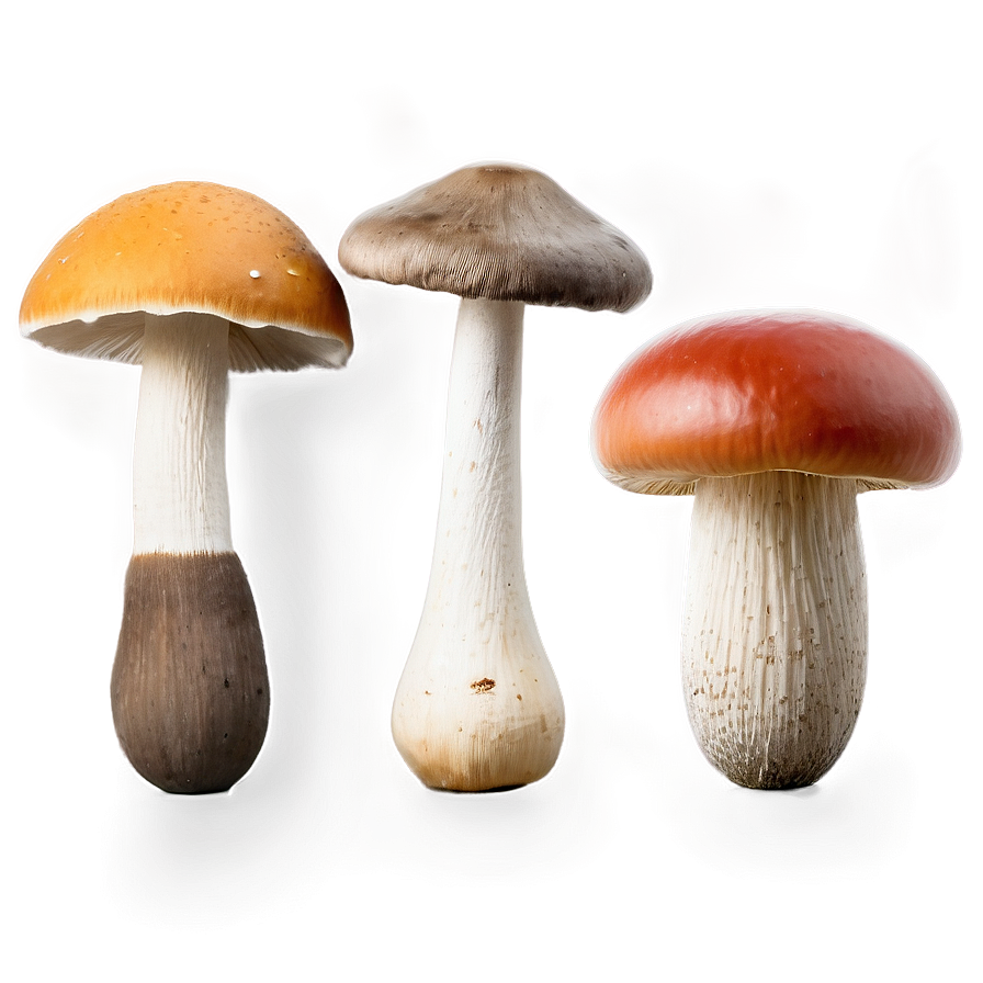 Mushroom Varieties Png Imn84