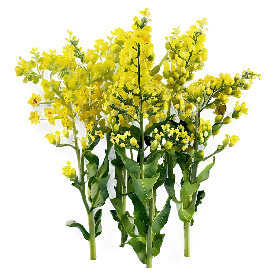 Mustard Field Png Nwp86