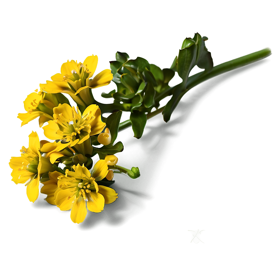 Mustard Flower Png 05242024