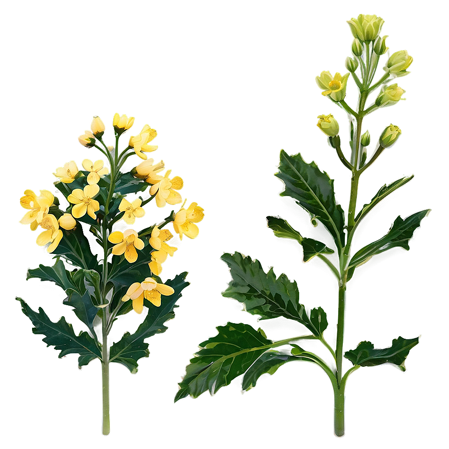 Mustard Flower Png Gbs