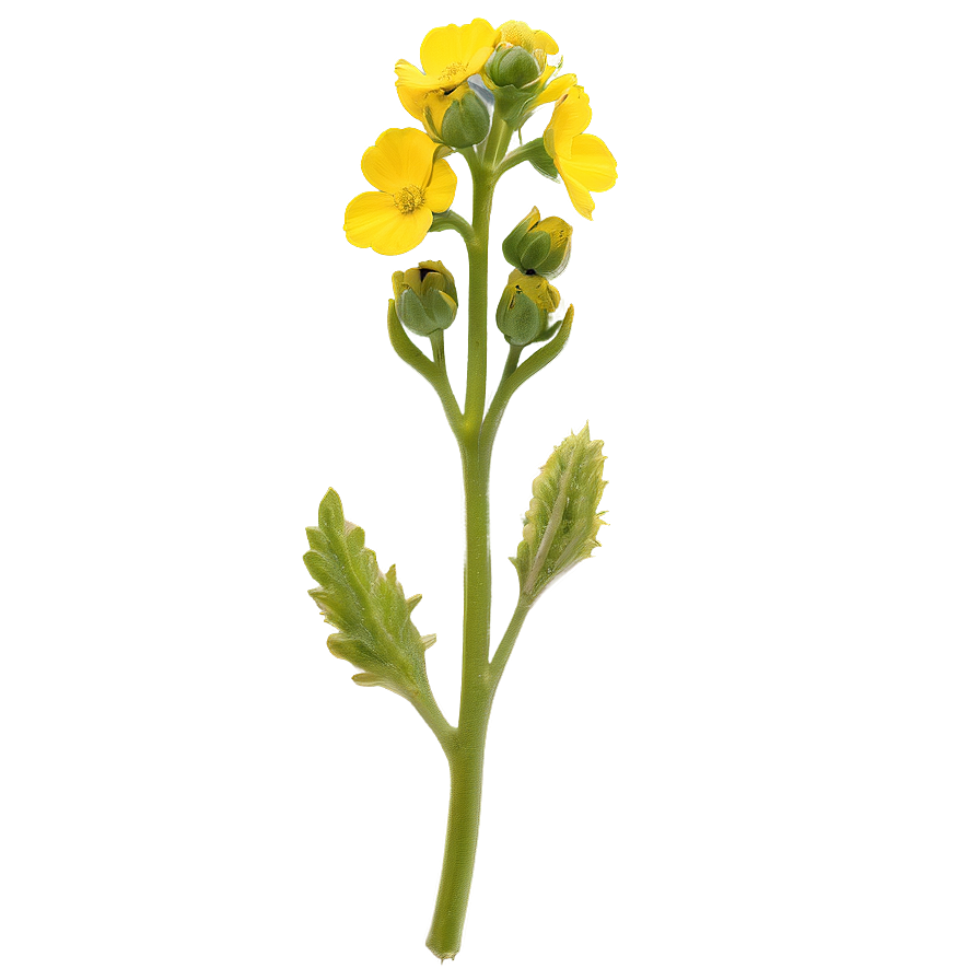 Mustard Flower Png Hqy42