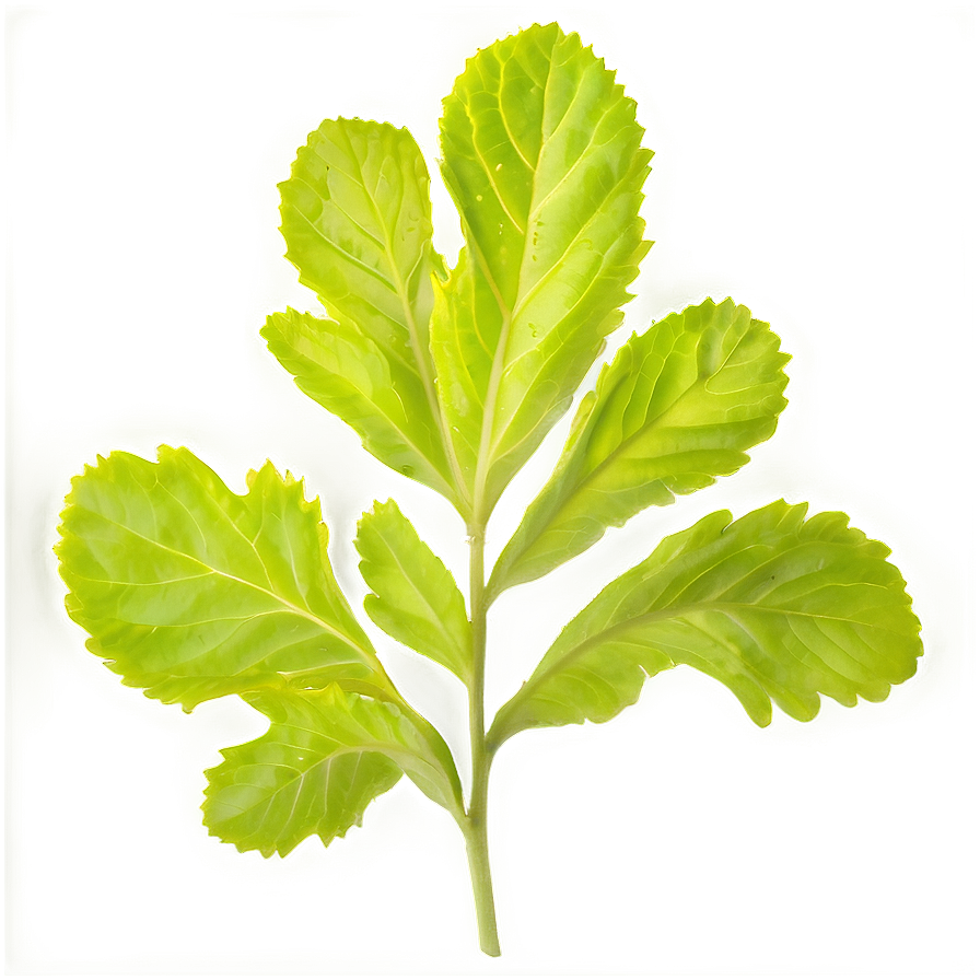 Mustard Leaves Png Ffh55