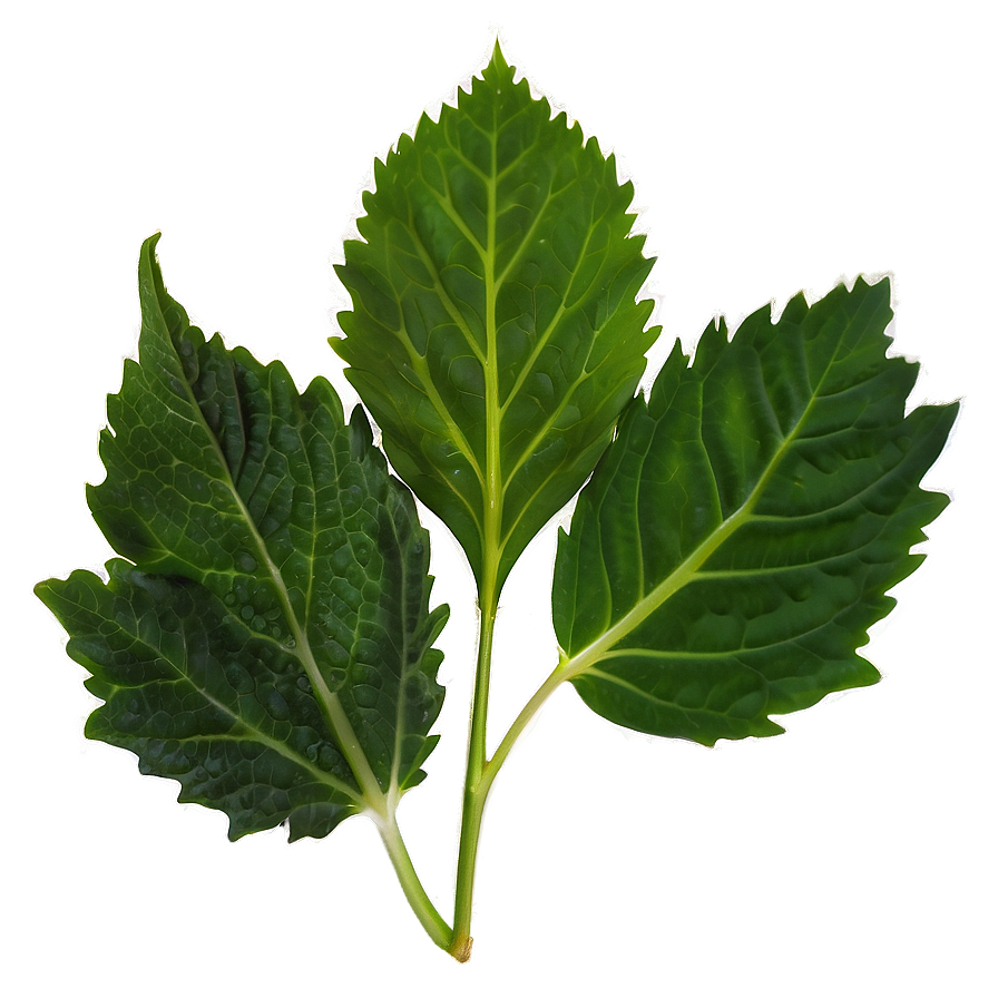 Mustard Leaves Png Vxy