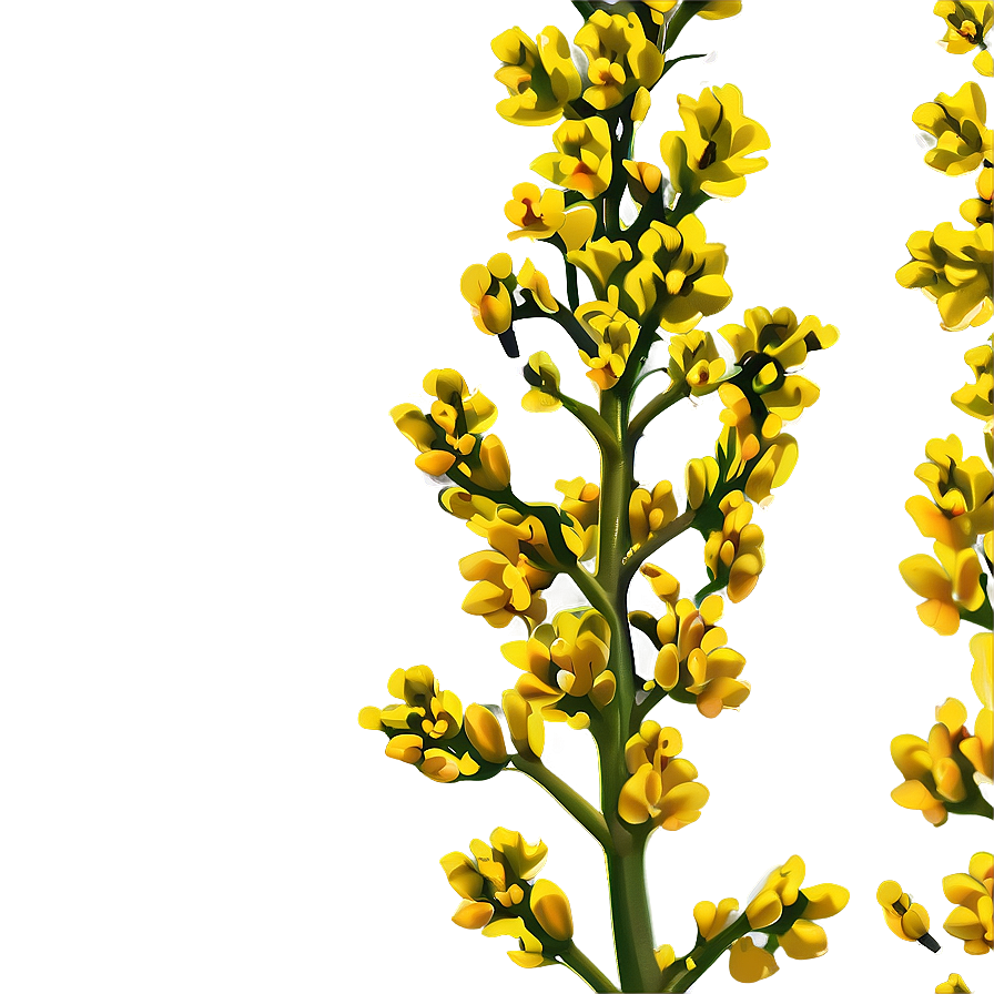 Mustard Plant Png Mth45