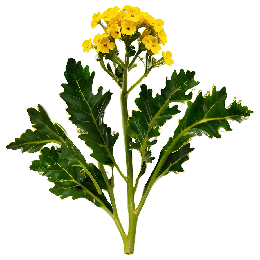 Mustard Plant Png Nna