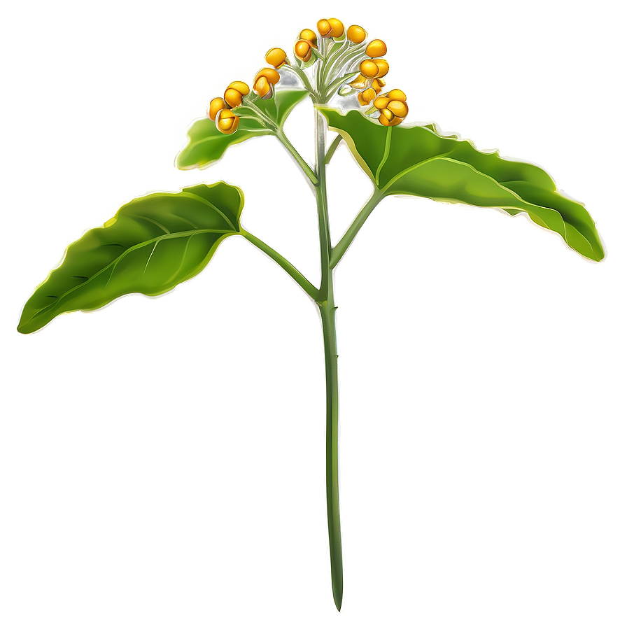 Mustard Seed Plant Png 05242024