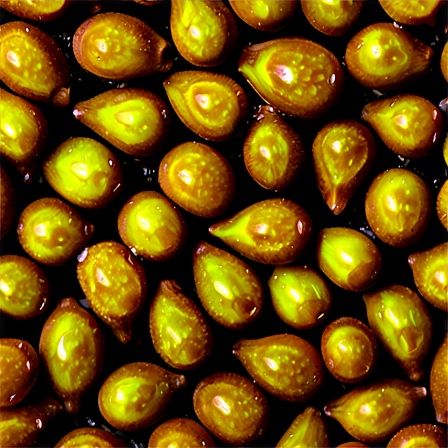 Mustard Seed Png 48