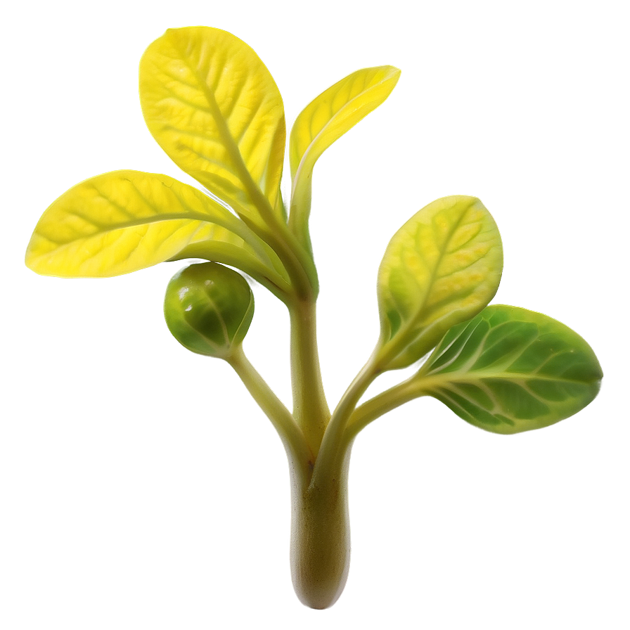 Mustard Seed Sprout Png Ket