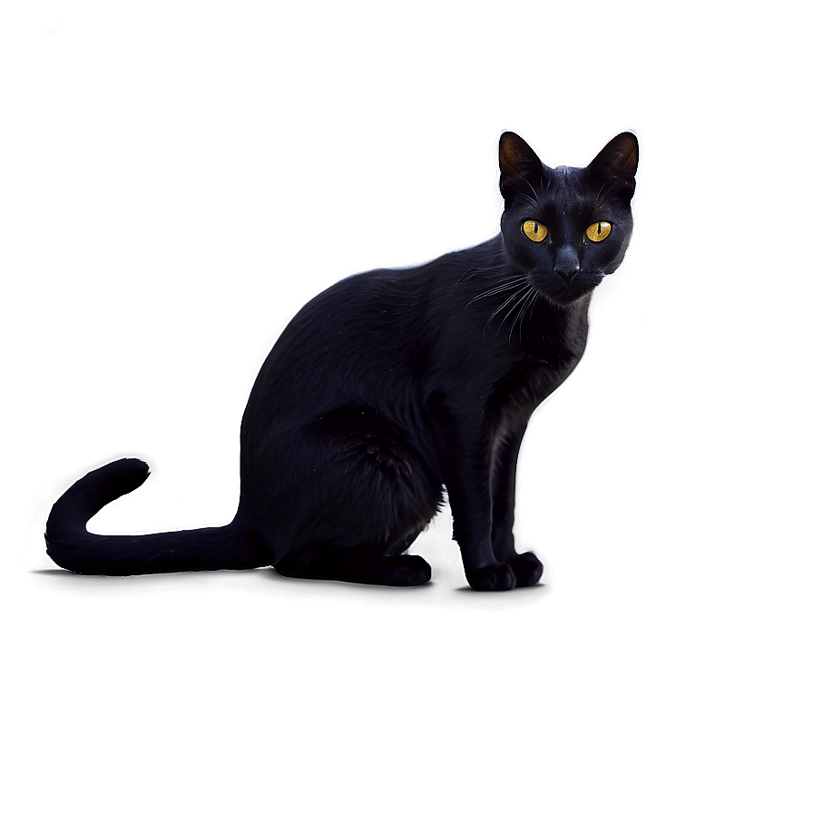 Mysterious Black Cat Png Ywy