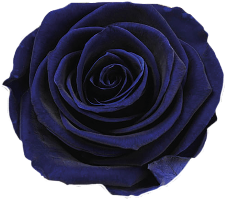 Mystic Blue Rose Closeup