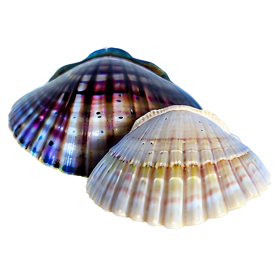 Mystic Seashells Png 19