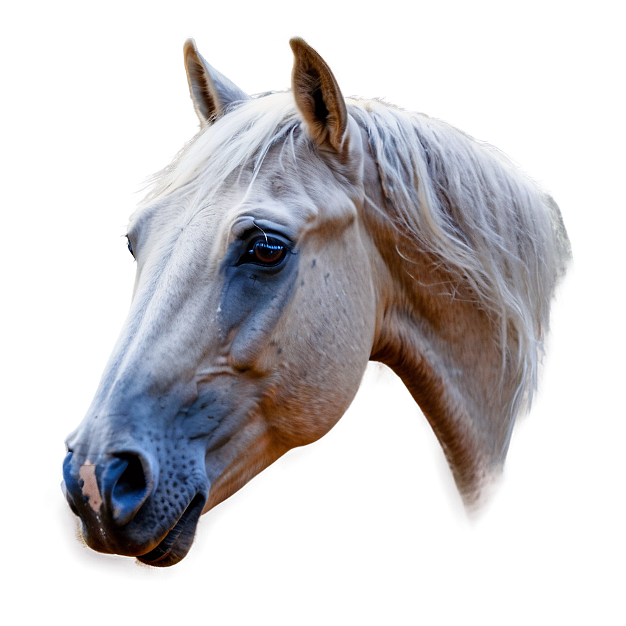 Mystical Horse Head Vision Png Lfd