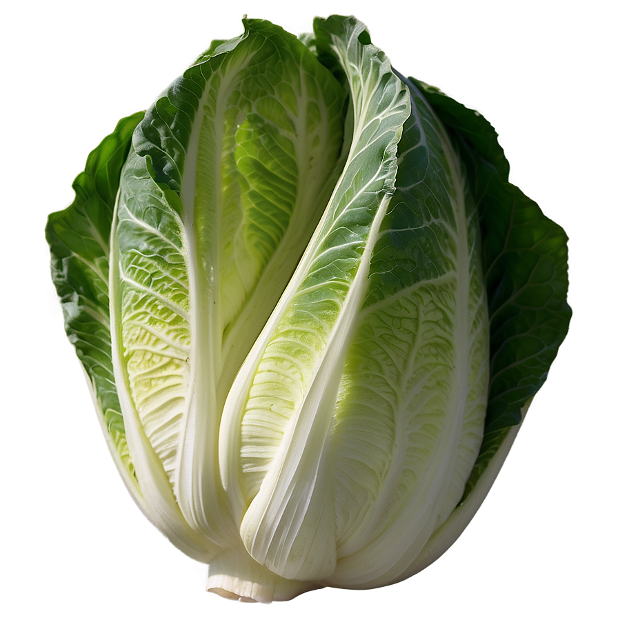 Napa Cabbage Png 06122024