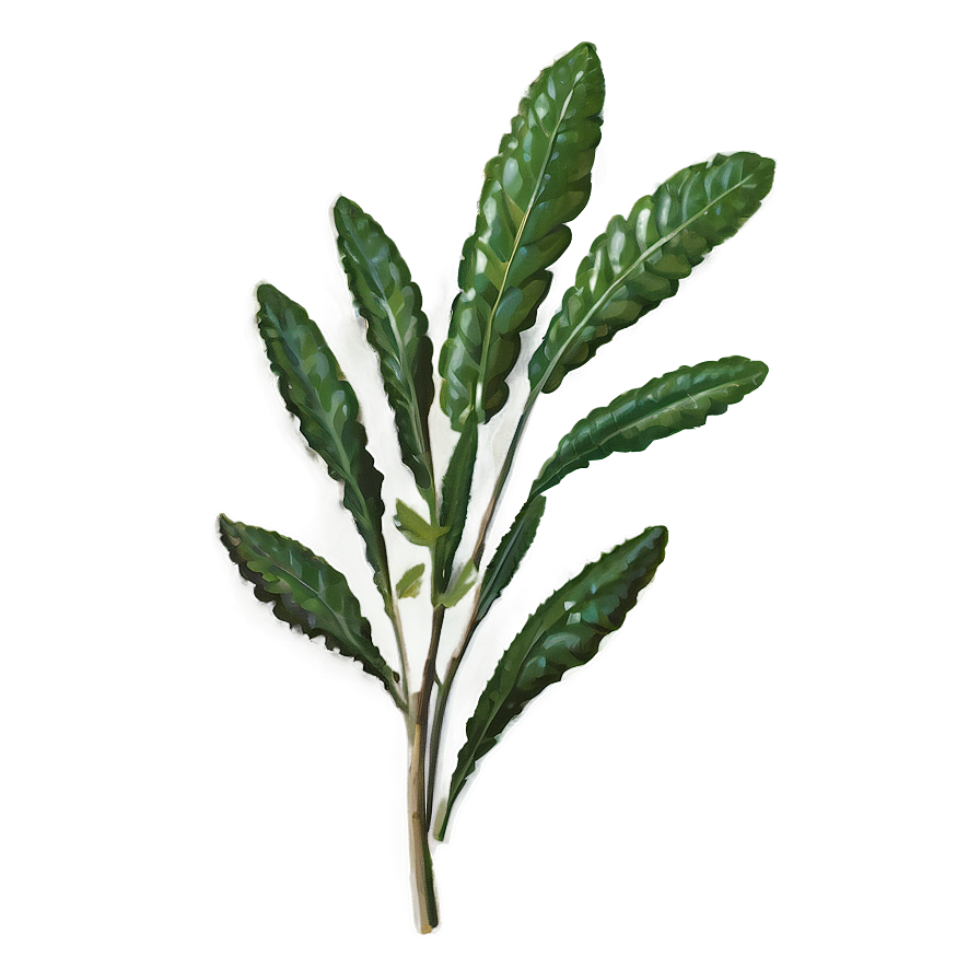 Native Herb Png 48