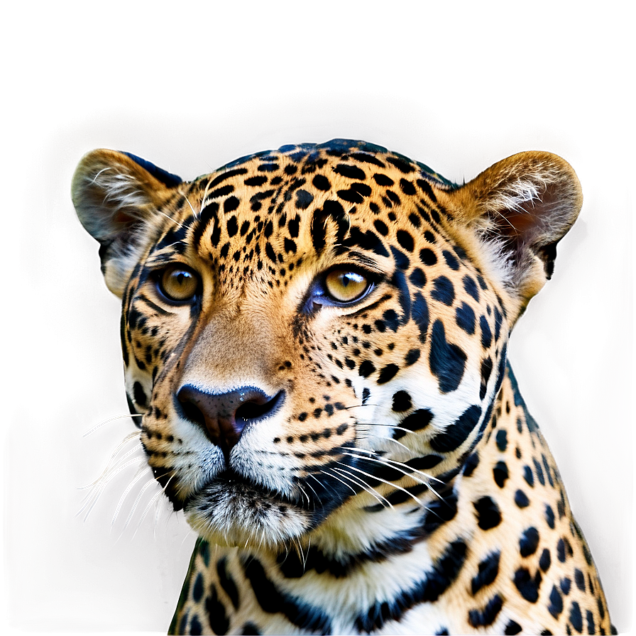 Native Jaguar Png 12