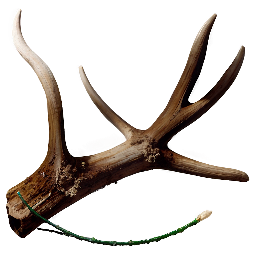 Natural Deer Antler Graphic Png Uqq91