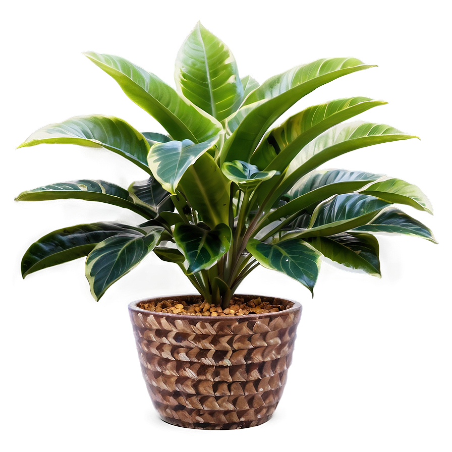 Natural Floor Plant Png Ync54